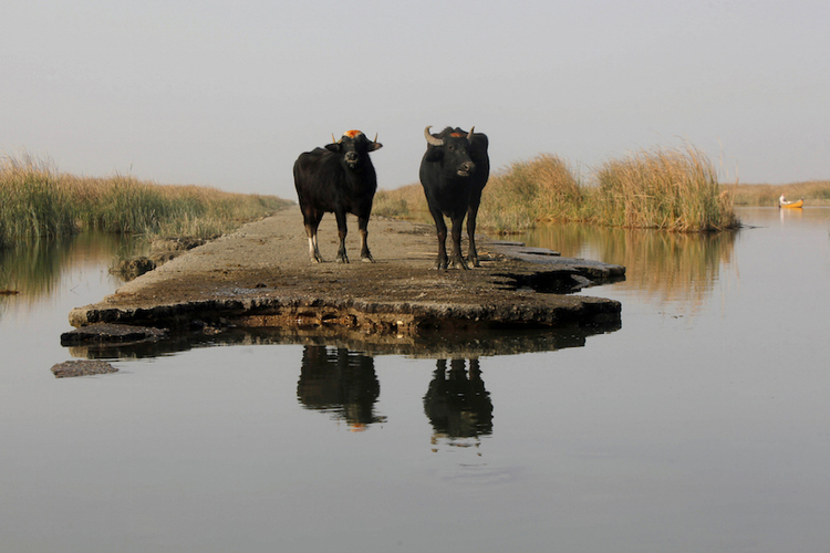 Two buffaloes gather by the waters of the Chebayesh marsh in Nassiriya, southeast of Baghdad