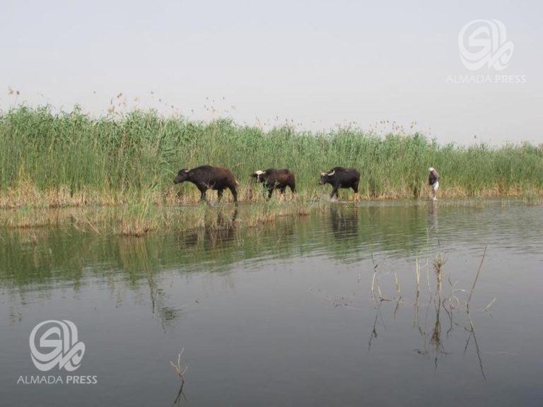 الصيد الجائر قد “يطيح” بالأهوار من لائحة التراث وناشطون يطالبون بـ”ردع” المتجاوزين